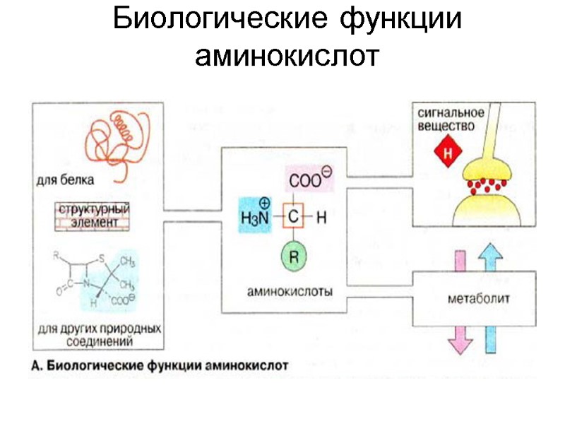 Биологические функции аминокислот